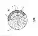 Fig. 02 - Golf ball and manufacturing method thereof