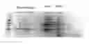 Fig. 01 - Solid phase for mixed-mode chromatographic purification of proteins