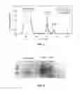 Fig. 02 - Solid phase for mixed-mode chromatographic purification of proteins