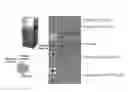 Fig. 01 - METHOD FOR PREPARING A DENDRIMER TYPE OR DENDRIMER-DERIVED METAL NANOSTRUCTURE IN LIQUID-LIQUID INTERFACE AND DENDRIMER TYPE OR DENDRIMER-DERIVED METAL NANOSTRUCTURE PREPARED BY SAME