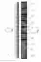 Fig. 08 - Control process for intaglio printing and control strip for this purpose