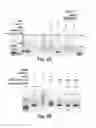 Fig. 04 - Probe for imaging PARP-1 activity