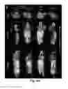 Fig. 16 - Probe for imaging PARP-1 activity