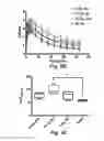 Fig. 17 - Probe for imaging PARP-1 activity