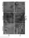 Fig. 24 - Probe for imaging PARP-1 activity