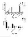 Fig. 30 - Probe for imaging PARP-1 activity