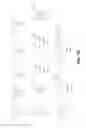 Fig. 31 - Probe for imaging PARP-1 activity