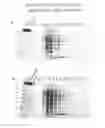 Fig. 04 - Purification of chimeric FVIII molecules