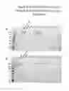 Fig. 09 - Purification of chimeric FVIII molecules