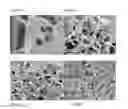 Fig. 08 - Beta sheet tapes ribbons in tissue engineering