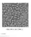 Fig. 08 - Engineered outer domain (eOD) of HIV gp120 and mutants thereof