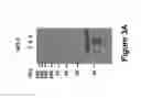 Fig. 05 - VIRUS-LIKE PARTICLE VACCINES
