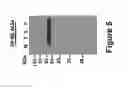 Fig. 09 - VIRUS-LIKE PARTICLE VACCINES