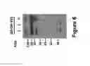 Fig. 10 - VIRUS-LIKE PARTICLE VACCINES