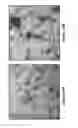 Fig. 17 - VIRUS-LIKE PARTICLE VACCINES