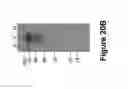 Fig. 29 - VIRUS-LIKE PARTICLE VACCINES