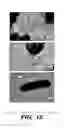 Fig. 06 - Genetic reprogramming of bacterial biofilms