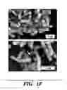 Fig. 07 - Genetic reprogramming of bacterial biofilms