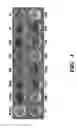 Fig. 11 - Genetic reprogramming of bacterial biofilms