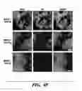 Fig. 14 - Genetic reprogramming of bacterial biofilms