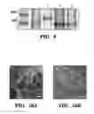 Fig. 17 - Genetic reprogramming of bacterial biofilms