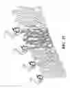 Fig. 28 - Genetic reprogramming of bacterial biofilms