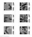 Fig. 32 - Genetic reprogramming of bacterial biofilms
