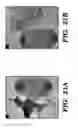 Fig. 35 - Genetic reprogramming of bacterial biofilms