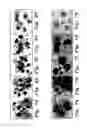Fig. 10 - IMMUNE SYSTEM MEDIATOR