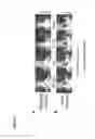 Fig. 29 - Polymeric forms of H-NOX proteins