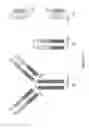 Fig. 06 - RNA-CODED ANTIBODY