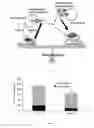 Fig. 02 - COMPOSITIONS AND METHODS FOR TREATING BONE CONDITIONS