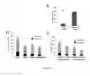 Fig. 07 - COMPOSITIONS AND METHODS FOR TREATING BONE CONDITIONS