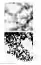 Fig. 15 - Formation of Surface Modified Metal Colloids