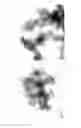 Fig. 17 - Formation of Surface Modified Metal Colloids