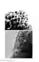 Fig. 18 - Formation of Surface Modified Metal Colloids