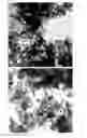 Fig. 19 - Formation of Surface Modified Metal Colloids