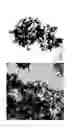 Fig. 20 - Formation of Surface Modified Metal Colloids