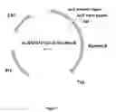 Fig. 10 - ALPHA-AMYLASES FROM EXIGUOBACTERIUM, AND METHODS OF USE, THEREOF