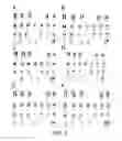 Fig. 05 - Patient-specific stem cell lines derived from human parthenogenetic blastocysts