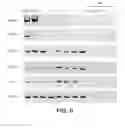 Fig. 08 - Patient-specific stem cell lines derived from human parthenogenetic blastocysts