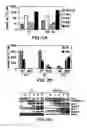 Fig. 04 - Mesoderm and definitive endoderm cell populations