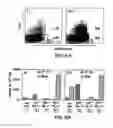 Fig. 06 - Mesoderm and definitive endoderm cell populations