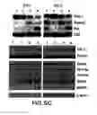 Fig. 07 - Mesoderm and definitive endoderm cell populations