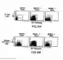 Fig. 10 - Mesoderm and definitive endoderm cell populations