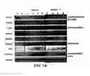 Fig. 16 - Mesoderm and definitive endoderm cell populations