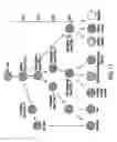 Fig. 19 - Mesoderm and definitive endoderm cell populations
