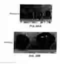 Fig. 29 - Mesoderm and definitive endoderm cell populations