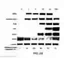 Fig. 33 - Mesoderm and definitive endoderm cell populations