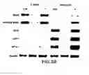 Fig. 34 - Mesoderm and definitive endoderm cell populations
